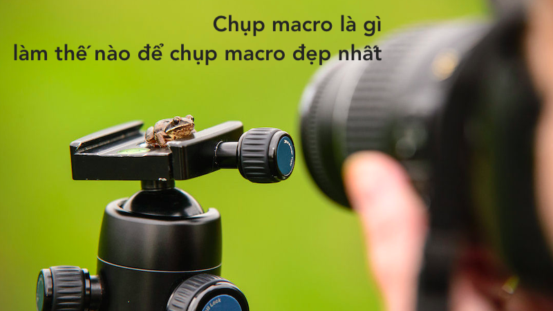 Chụp macro là gì và làm thế nào để chụp macro đẹp nhất